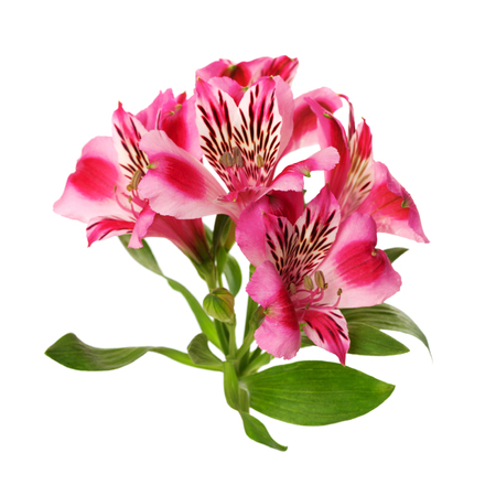 Blooming lilies bud (alstroemeria) isolated on white backgroundの写真素材
