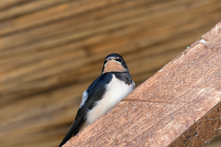 Baby bird of swallow sits on wooden beam under roofの写真素材
