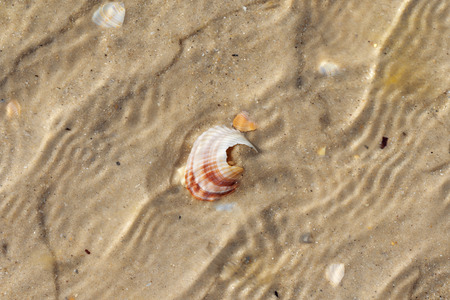 Brocken seashells in water on sand beach at hot sun summer day. View from above.