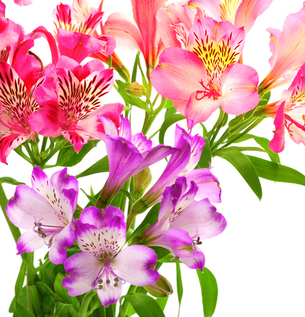 Blossoming lilies (alstroemeria) isolated on white background. Close-up view.の写真素材