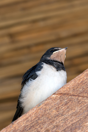 Young bird of swallow sits on wooden beam under roof. Close up view.の写真素材