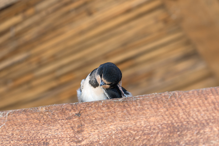 Baby bird of swallow sits on sunlit wooden beam under roof and scratches his headの写真素材