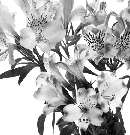 Black and white blossoming lilies (alstroemeria) isolated on white background. Close-up view.の写真素材