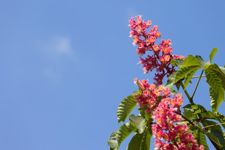 Horse chestnut tree Aesculus carnea with pink blossom flowers on blue sky background at sunny spring day.の写真素材