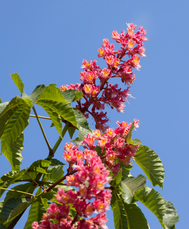 Horse chestnut tree Aesculus carnea with pink blossom flowers on blue sky background at sunny spring day. Close-up view.の写真素材