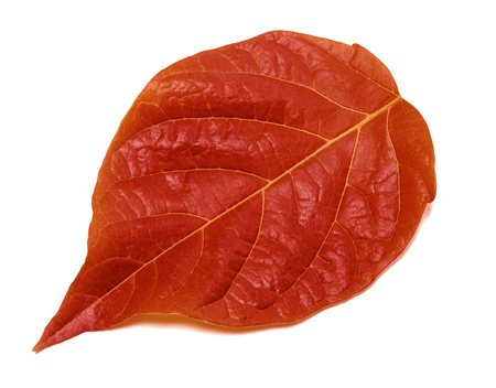 Autumn red leaf isolated on white background. Close-up view.の写真素材