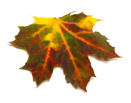 Multicolor autumn maple leaf isolated on white background. Close-up view.の写真素材