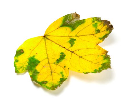 Yellowed dry leaf isolated on white background. Selective focus.の写真素材