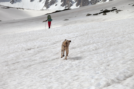 Dog and trekker on snowy plateau in high mountains. Back view. Turkey, Kachkar Mountains, highest part of Pontic Mountains.の写真素材