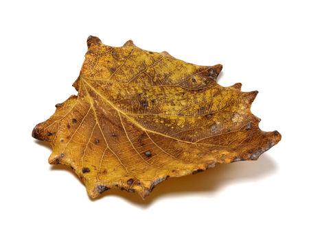 Autumn dried quaking aspen, Populus tremula leaf. Isolated on white background. Close-up view.の写真素材