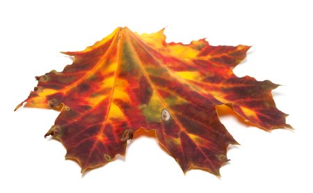 Autumn yellowed maple-leaf isolated on white background. Selective focus. Close-up view.の写真素材