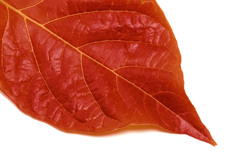 Part of autumn leaf isolated on white background. Close-up view.の写真素材