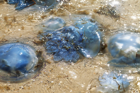 Sunlit dead jellyfish Rhizostoma on sand sea shore after storm at sun summer dayの写真素材