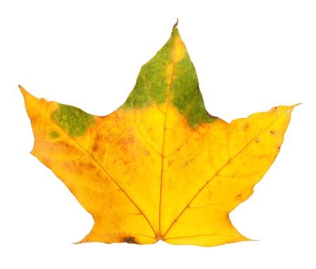 Autumn yellowed maple leaf isolated on white backgroundの写真素材