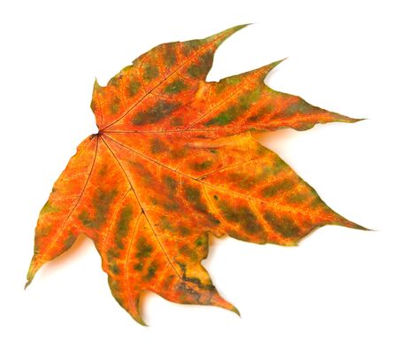 Multicolor autumnal maple-leaf isolated on white background. Close-up view.の写真素材