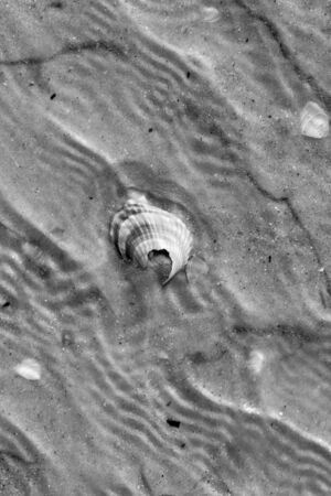 Brocken seashells in water on sand beach at hot sun summer day. View from above. Black and white toned landscape.の写真素材