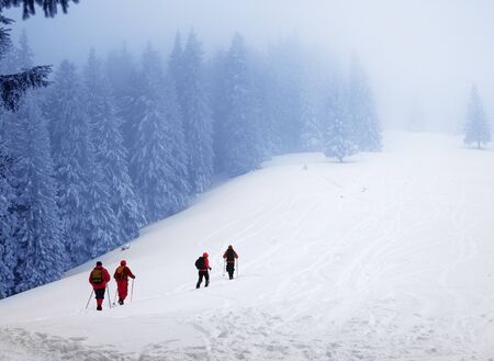 Hikers go up on snowy slope in snow-covered spruce forest at haze winter day after snowfall. Carpathian Mountains, Ukraine. Remote location. Toned landscape.の写真素材