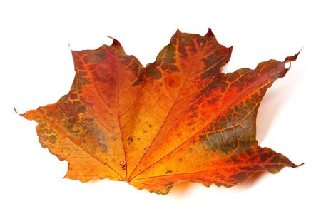 Autumn maple-leaf isolated on white background. Close-up view.の写真素材