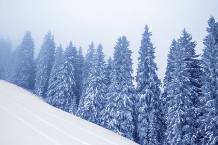 Frozen snow-covered fir forest in fog and snowy slope at gray winter day after snowfall. Christmas Holidays in Carpathian Mountains, Ukraine. Toned landscape.の写真素材