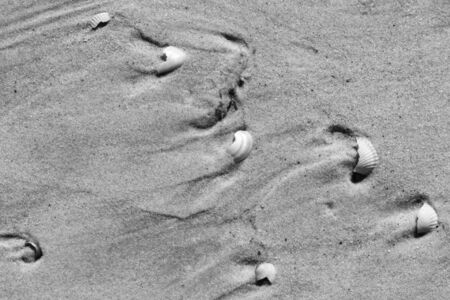 Brocken seashells and wet sand beach at hot sun summer day after storm. View from above. Black and white toned landscape.の写真素材
