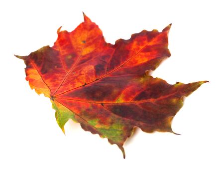 Multicolor autumn maple leaf isolated on white background. Close-up view.の写真素材