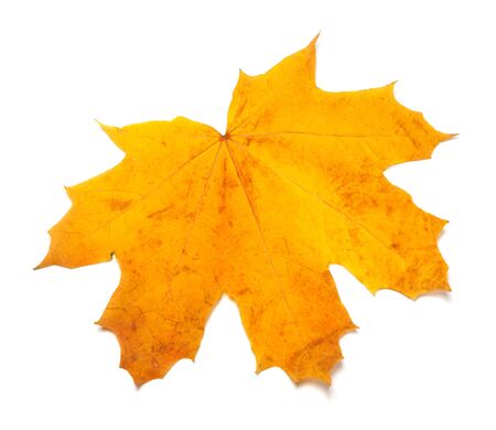Autumn yellow maple leaf isolated on white background. Close-up view.の写真素材