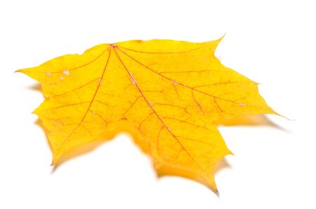 Yellow autumn maple leaf. Isolated on white background. Close-up view.の写真素材