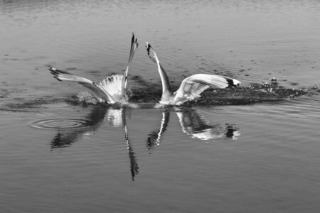 Two seagulls fighting for fish with head underwater at sunny summer day. Black and white toned image.の写真素材