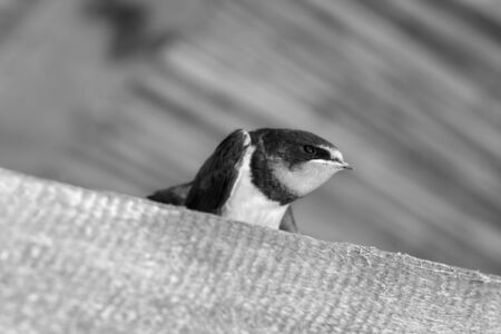 Swallow nestling sits on sunlit wooden beam under roof. Black and white toned image.の写真素材