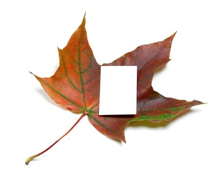 Dark red autumn maple-leaf with white empty price card. Isolated on white background with shadow.の写真素材