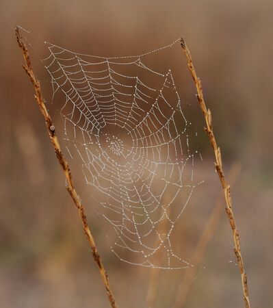 Spider web with dew drops at early morning. Close-up view.の写真素材