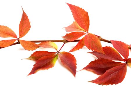 Red autumnal branch of grapes leaves. Parthenocissus quinquefolia foliage. Isolated on white background.の写真素材