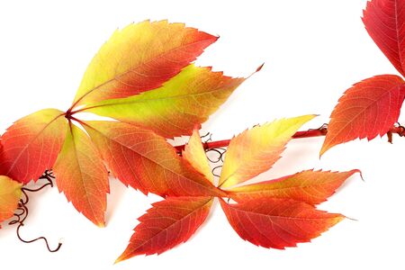 Red autumnal branch of grapes leaves (Parthenocissus quinquefolia foliage). Isolated on white background. Close-up view.の写真素材