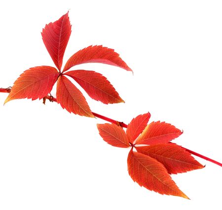 Red autumn branch of grapes leaves (Parthenocissus quinquefolia foliage). Isolated on white background. Close-up view.の写真素材