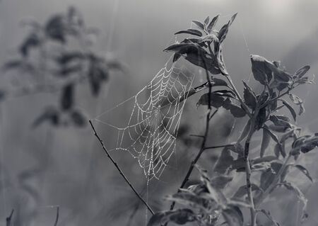 Spider web with dew drops on branch of bush. Black and white toned image.の写真素材