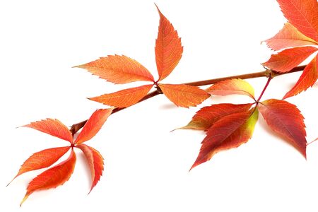 Red autumnal branch of grapes leaves. Parthenocissus quinquefolia foliage. Isolated on white background. Close-up view.の写真素材
