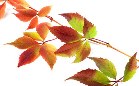 Multicolor autumn twig of grapes leaves (Parthenocissus quinquefolia foliage). Isolated on white background. Close-up view.の写真素材