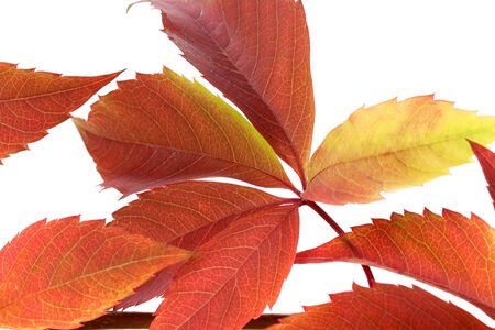 Autumn red grapes leaves, Parthenocissus quinquefolia foliage. Isolated on white background. Close-up view.の写真素材