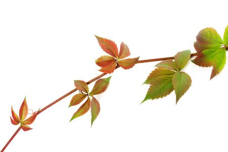 Multicolor twig of grapes leaves, parthenocissus quinquefolia foliage. Isolated on white background. Close-up view.の写真素材