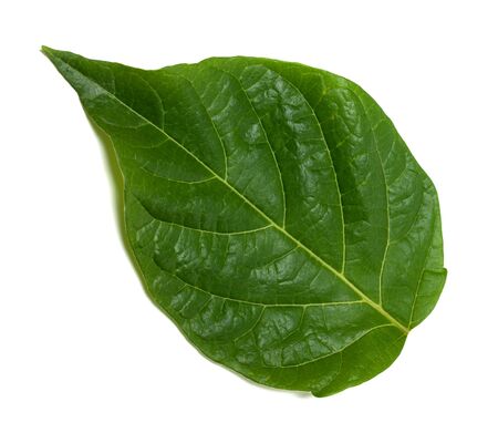 Spring green leaf isolated on white backgroundの写真素材
