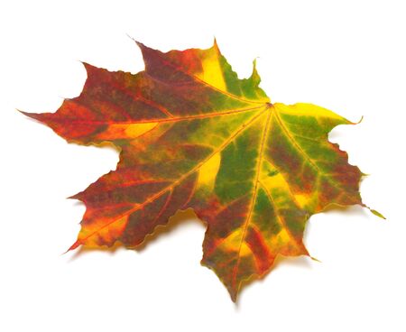 Multicolor autumnal maple-leaf. Isolated on white background.の写真素材