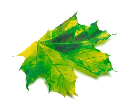 Yellowed maple-leaf. Isolated on white backgroundの写真素材