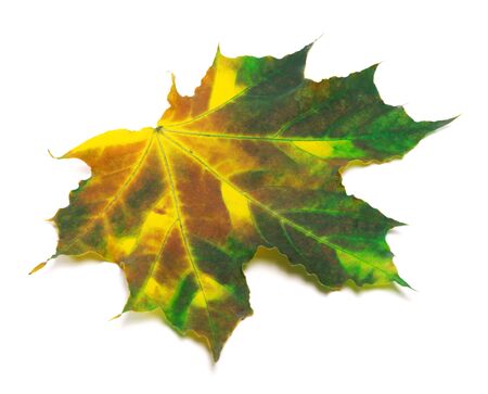 Multicolor maple-leaf. Isolated on white backgroundの写真素材