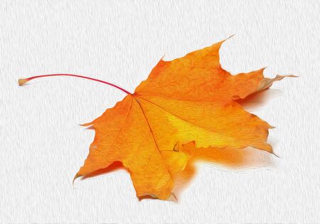 Autumn maple leaf on white background. Oil paint effect filter.の写真素材