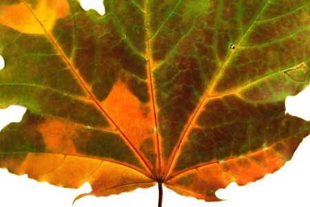 Autumn multicolored maple leaf. Isolated on white background. Close-up view.の写真素材
