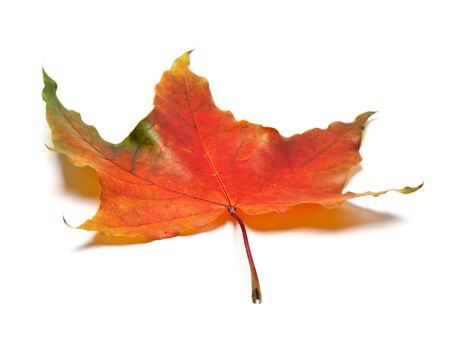 Red autumn maple leaf. Isolated on white background. Selective focus.の写真素材