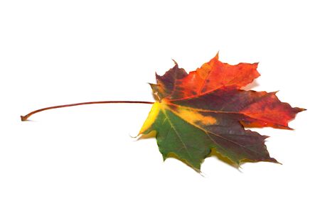 Autumn multicolored maple-leaf isolated on white background. Selective focus.の写真素材