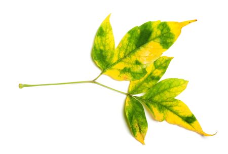 Autumn multicolor maple-leaf, Acer negundo or box elder. Isolated on white background.の写真素材