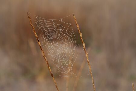 Spider web with dew drops at early morning and blurred backgroundの写真素材