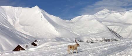 Dog on snowy ski slope in nice winter day. Caucasus Mountains, Georgia, region Gudauri. Panoramic view.の写真素材